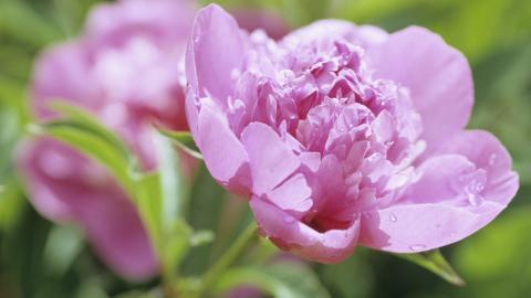 高贵牡丹花图片