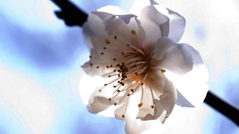 清新苹果花朵图片