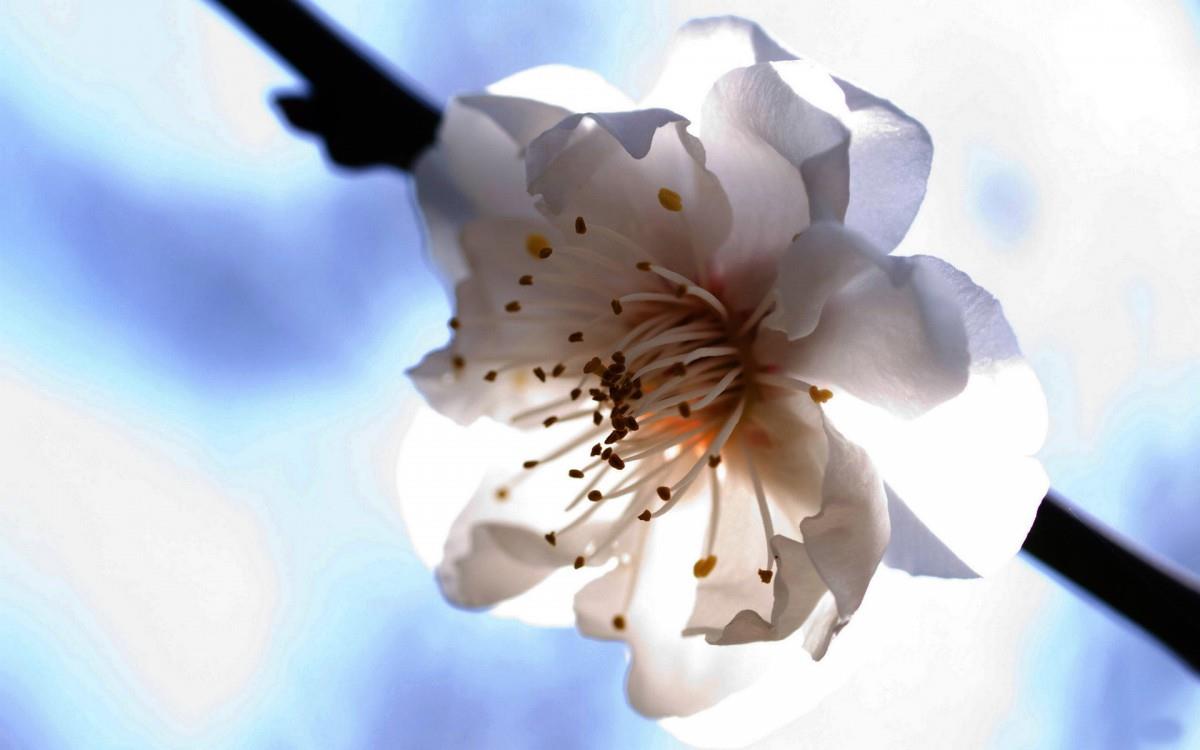 清新苹果花朵图片