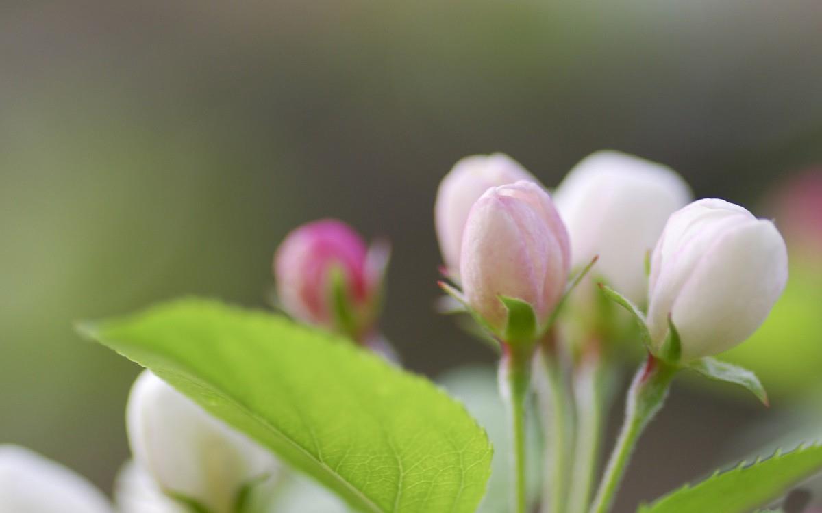 清新苹果花朵图片