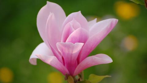 典雅好看的玉兰花图片