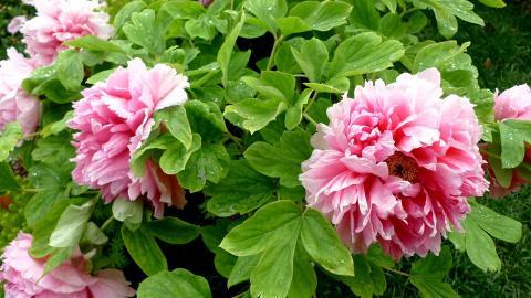 高贵牡丹花图片