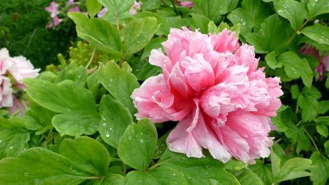 高贵牡丹花图片