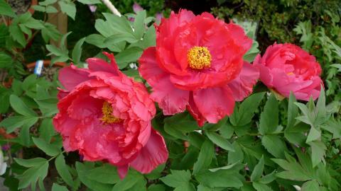 高贵牡丹花图片