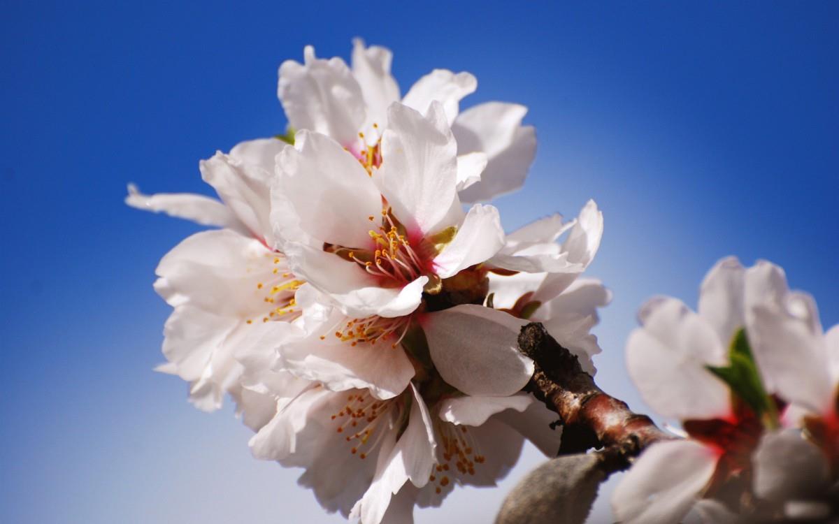 清新苹果花朵图片