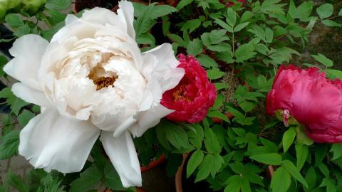 高贵牡丹花图片