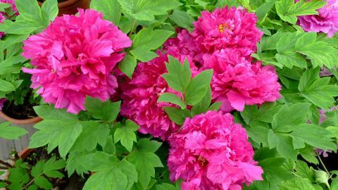 高贵牡丹花图片