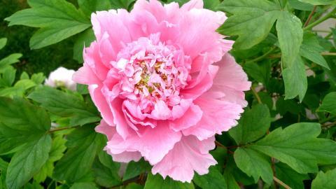 高贵牡丹花图片