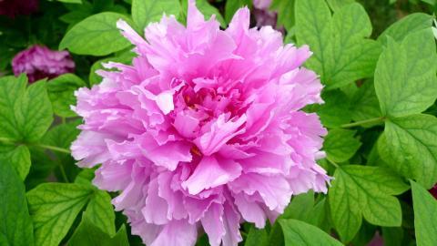 高贵牡丹花图片