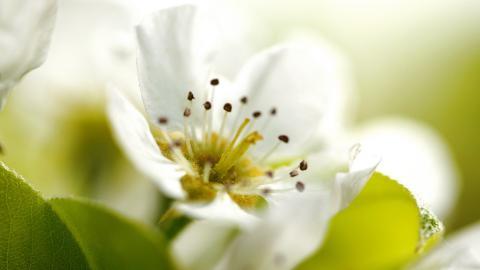 清新苹果花朵图片