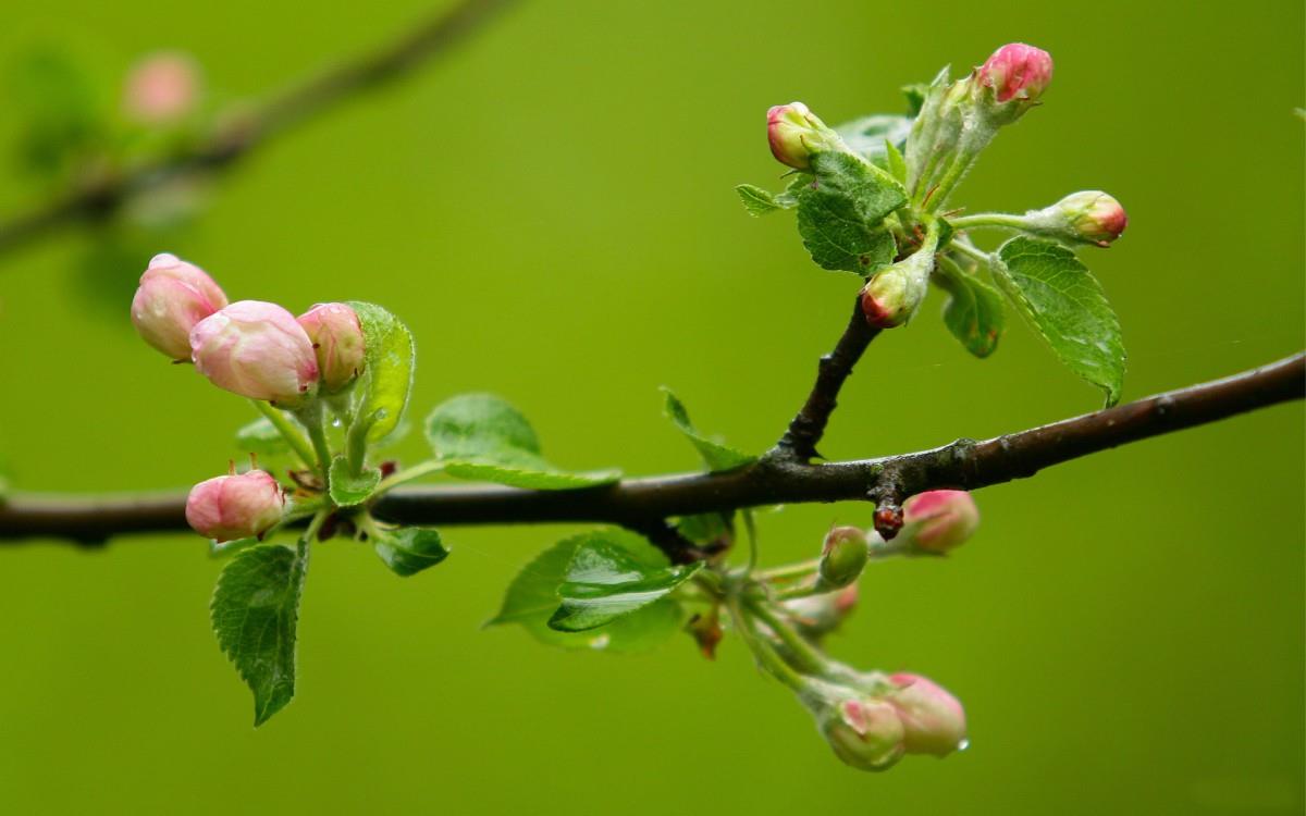 清新苹果花朵图片