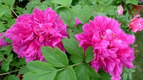 高贵牡丹花图片