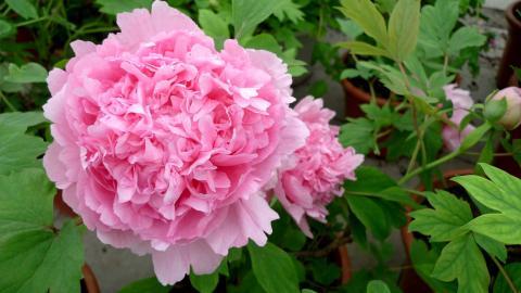 高贵牡丹花图片