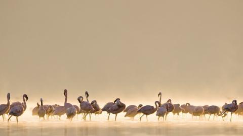 火烈鸟图片壁纸