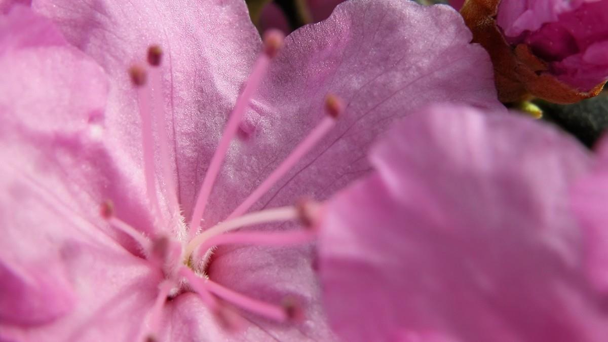 摄影下的微距花儿图片