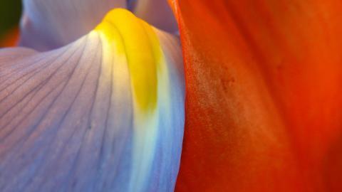 摄影下的微距花儿图片