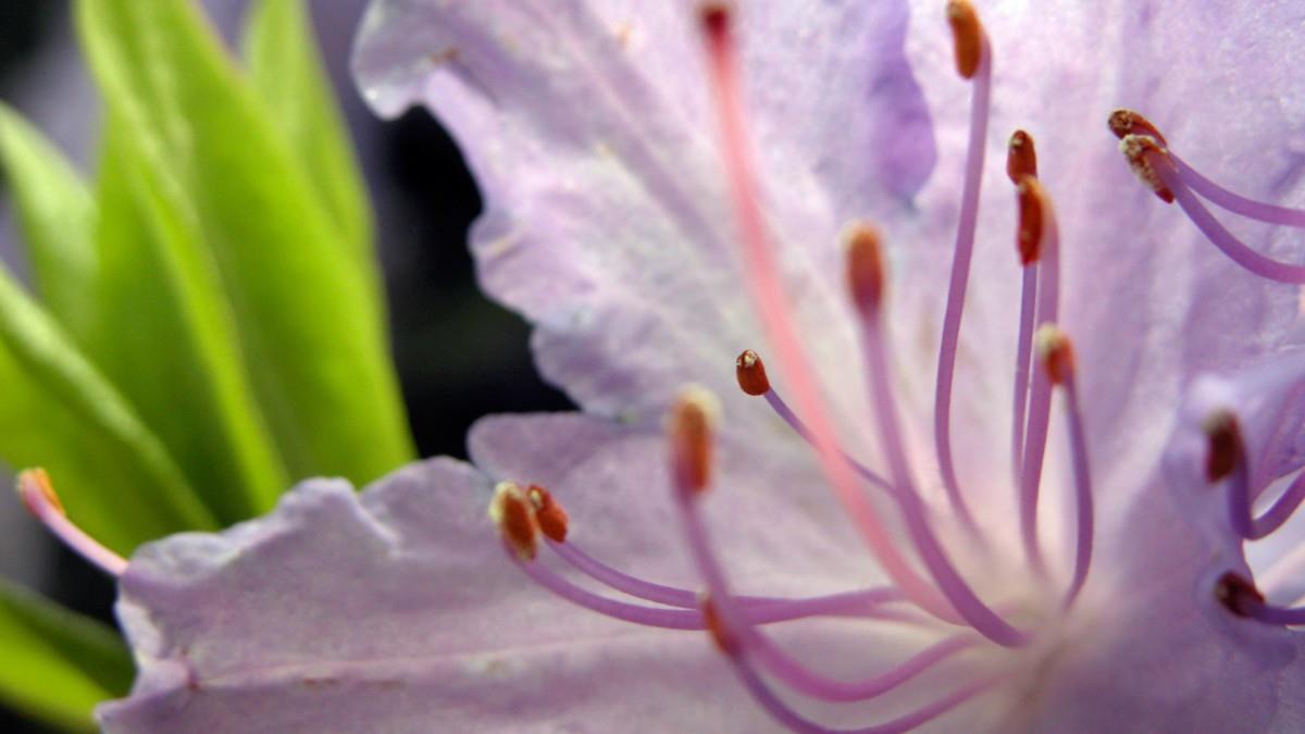 摄影下的微距花儿图片