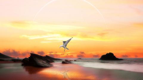 大海边自由翱翔的海鸥图片