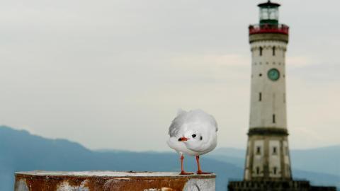 大海边自由翱翔的海鸥图片