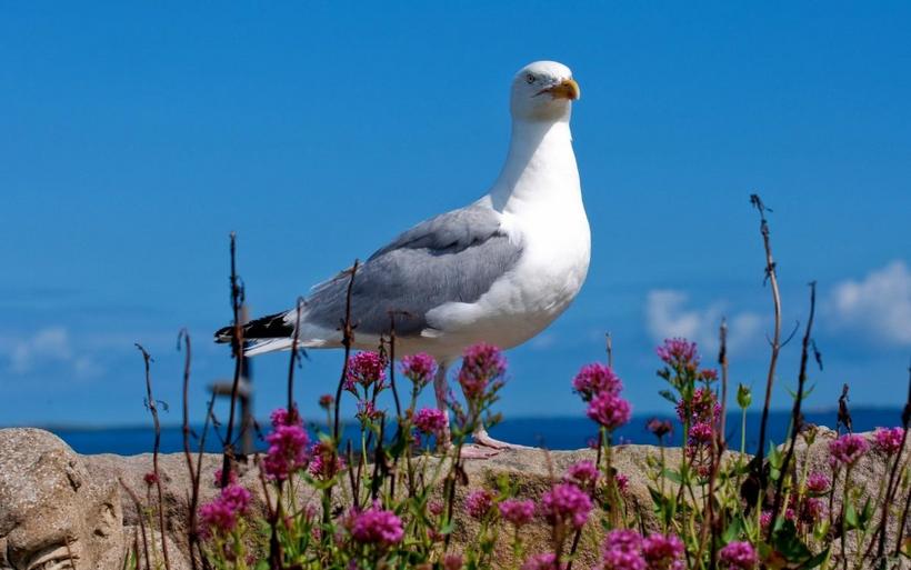 大海边自由翱翔的海鸥图片