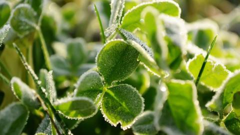 草本植物三叶草花卉图片