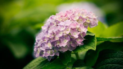 美丽清雅的绣球花图片