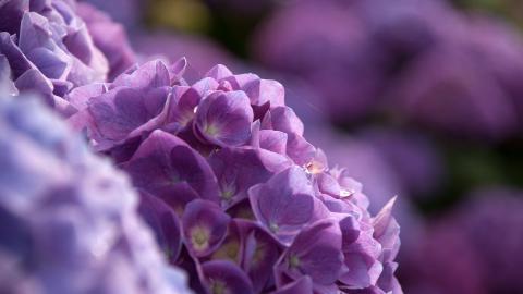 美丽清雅的绣球花图片