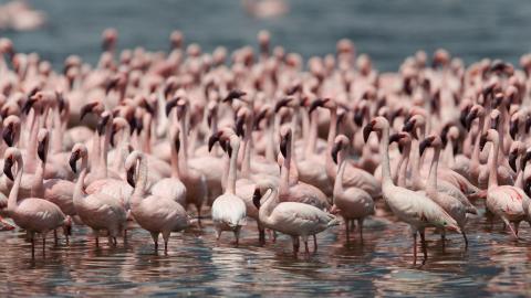 火烈鸟图片壁纸