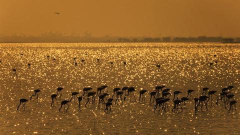 火烈鸟图片壁纸