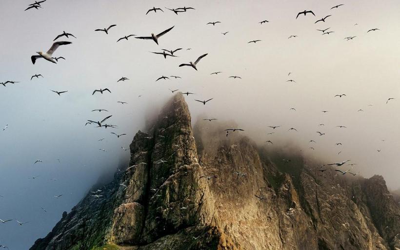 大海边自由翱翔的海鸥图片