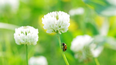 草本植物三叶草花卉图片