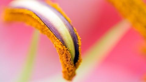 摄影下的微距花儿图片