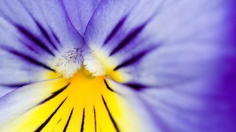 摄影下的微距花儿图片