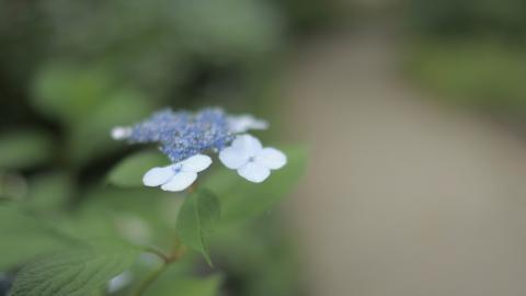 美丽清雅的绣球花图片