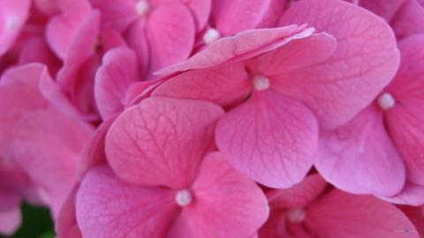 美丽清雅的绣球花图片