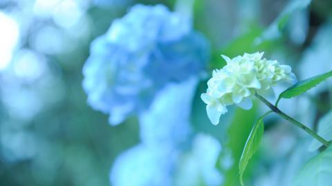 美丽清雅的绣球花图片