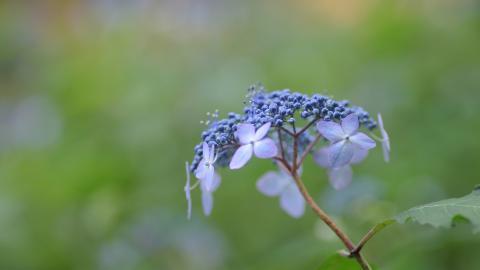 美丽清雅的绣球花图片