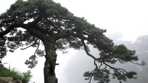 黄山国家地质公园风景图片