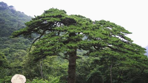 黄山国家地质公园风景图片