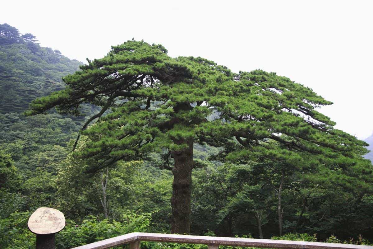 黄山国家地质公园风景图片