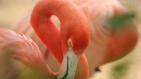 火烈鸟图片壁纸