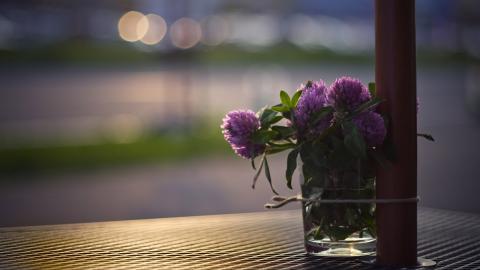 草本植物三叶草花卉图片