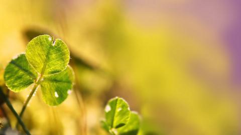 草本植物三叶草花卉图片
