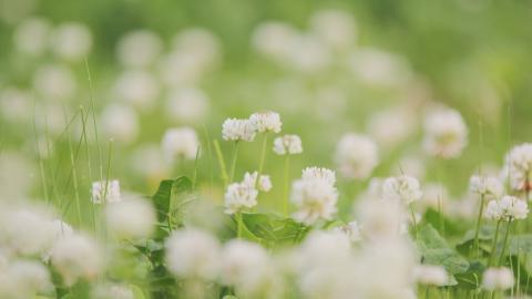 草本植物三叶草花卉图片