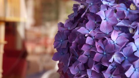 美丽清雅的绣球花图片