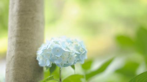 美丽清雅的绣球花图片