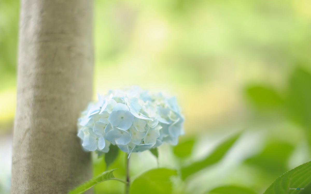 美丽清雅的绣球花图片