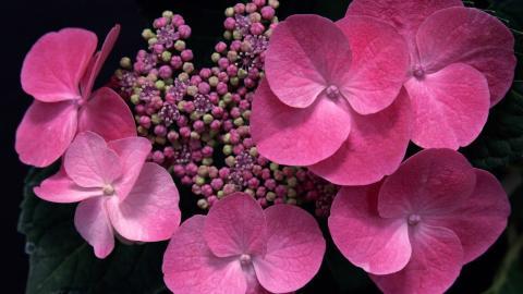 美丽清雅的绣球花图片