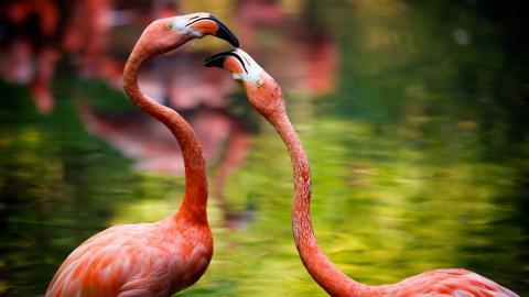 火烈鸟图片壁纸