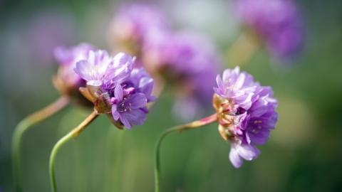 草本植物三叶草花卉图片